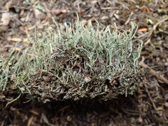 Cladonia tenerrima