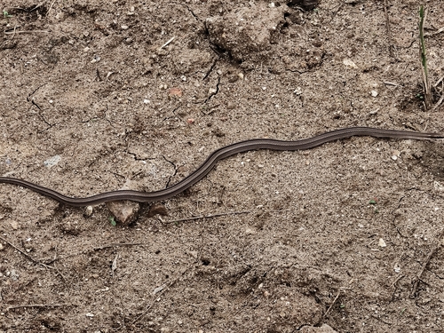 Psomophis joberti