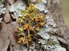 Teloschistes velifer