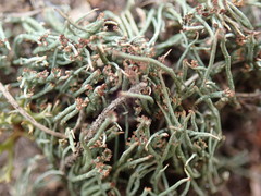 Cladonia tenerrima