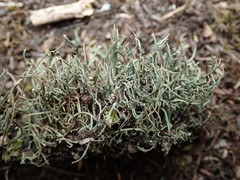Cladonia tenerrima