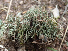 Cladonia tenerrima