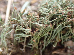 Cladonia tenerrima