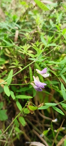 biennial vetch (Vicia biennis)