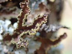 Pseudocyphellaria neglecta