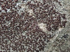 Lecanora pseudistera