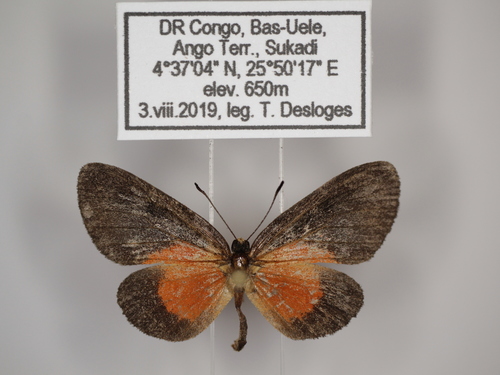 Ptelina carnuta