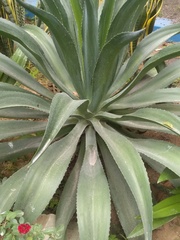 Agave vivipara