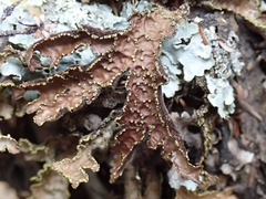 Pseudocyphellaria neglecta