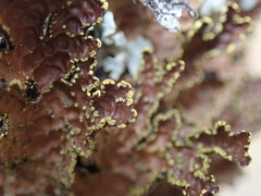 Pseudocyphellaria neglecta