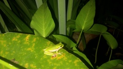 Litoria fallax