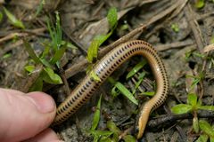 Liodytes rigida sinicola