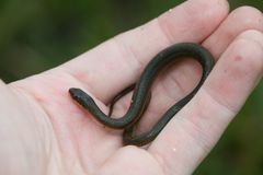 Liodytes rigida sinicola