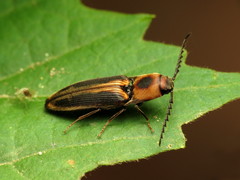 Megapenthes limbalis