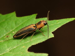 Megapenthes limbalis