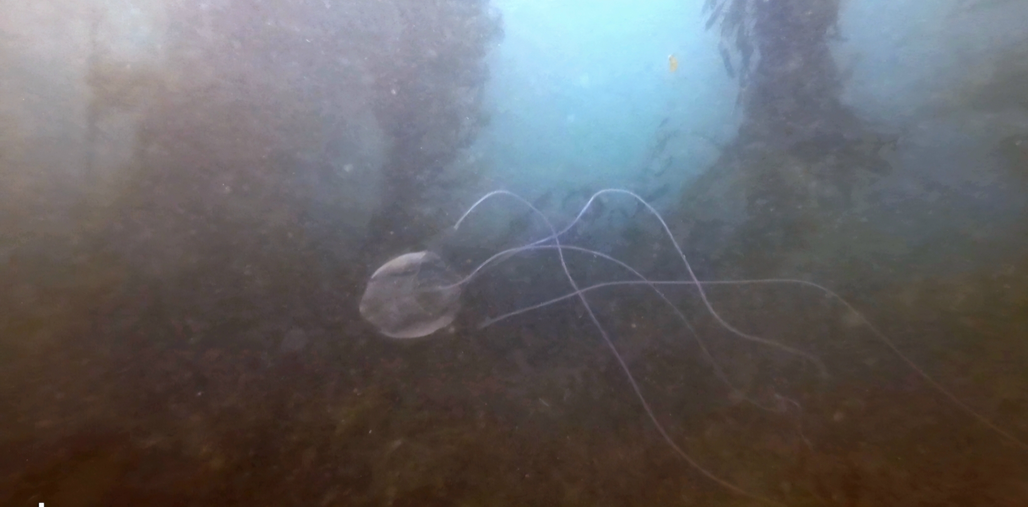 Carybdea confusa Straehler-Pohl, Matsumoto & Acevedo, 2017