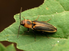 Megapenthes limbalis