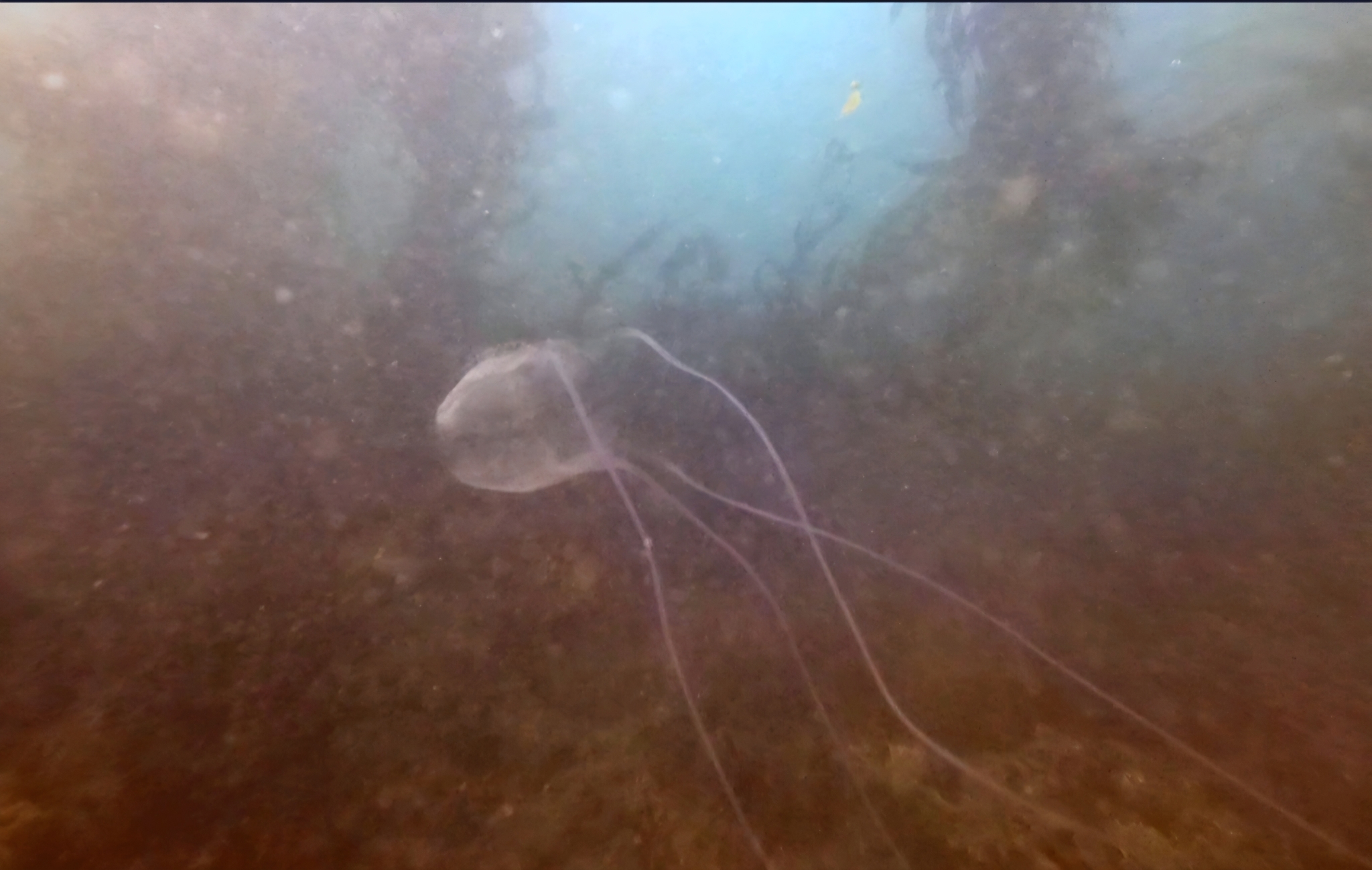 Carybdea confusa Straehler-Pohl, Matsumoto & Acevedo, 2017