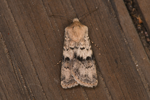 Fleece-winged Dart and Allies photo 4