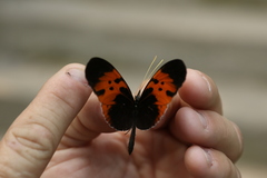 Heliconius numata bicoloratus