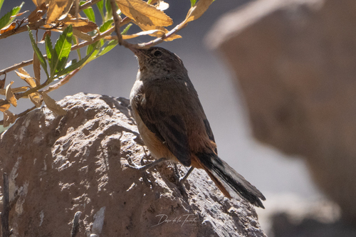 Dark-winged Canastero (Asthenes arequipae), photo 4