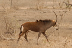 Hippotragus niger niger