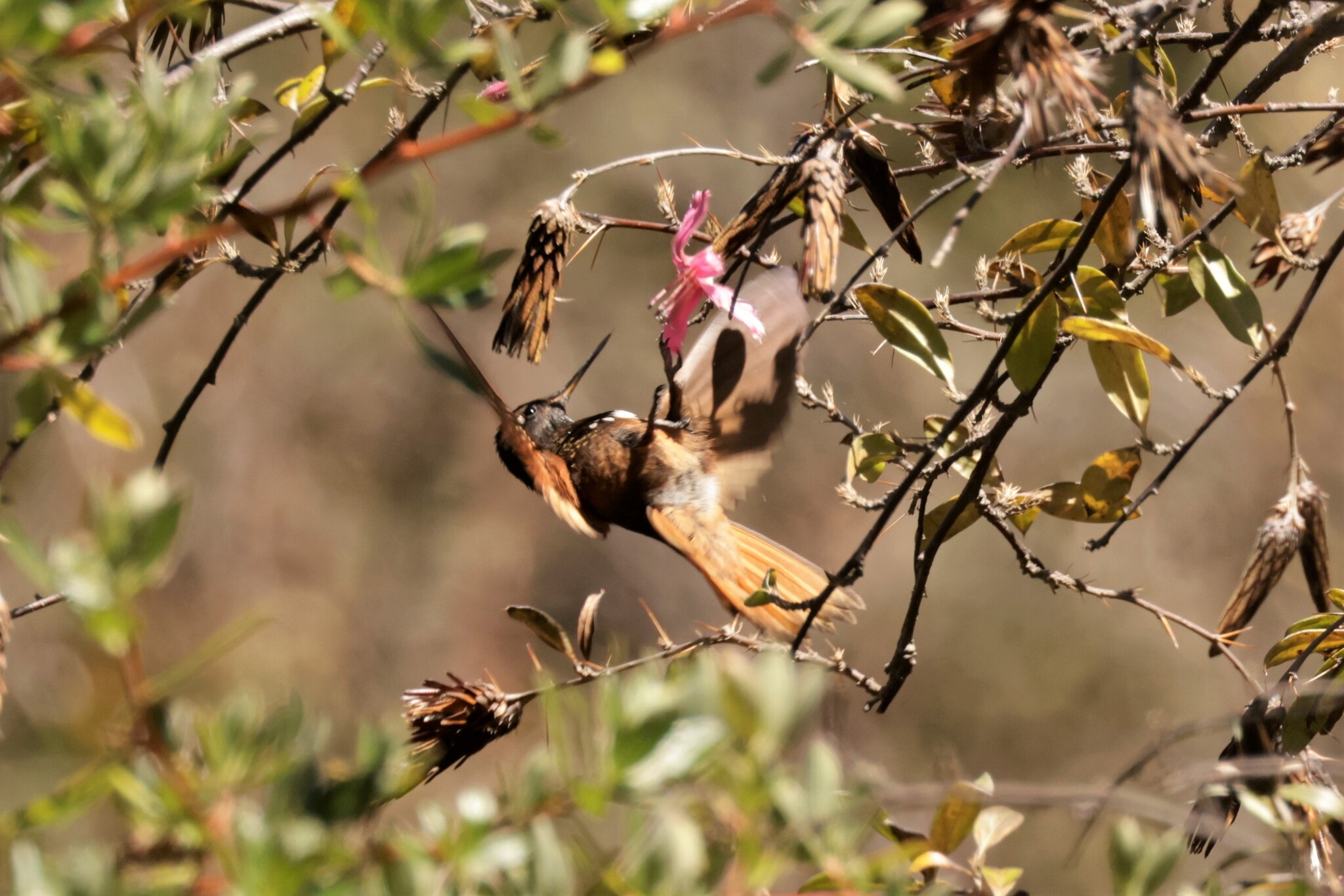 White-tufted Sunbeam (Aglaeactis castelnaudii), photo 6