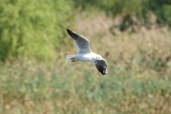 Chroicocephalus ridibundus