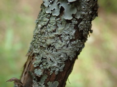 Austroparmelina labrosa