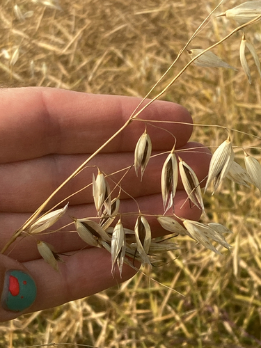 wild oat