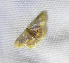 Idaea scintillularia