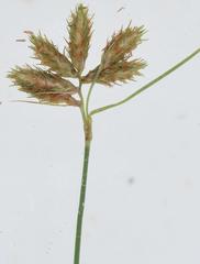 Fuirena pubescens