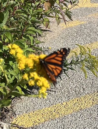 Monarch Butterfly