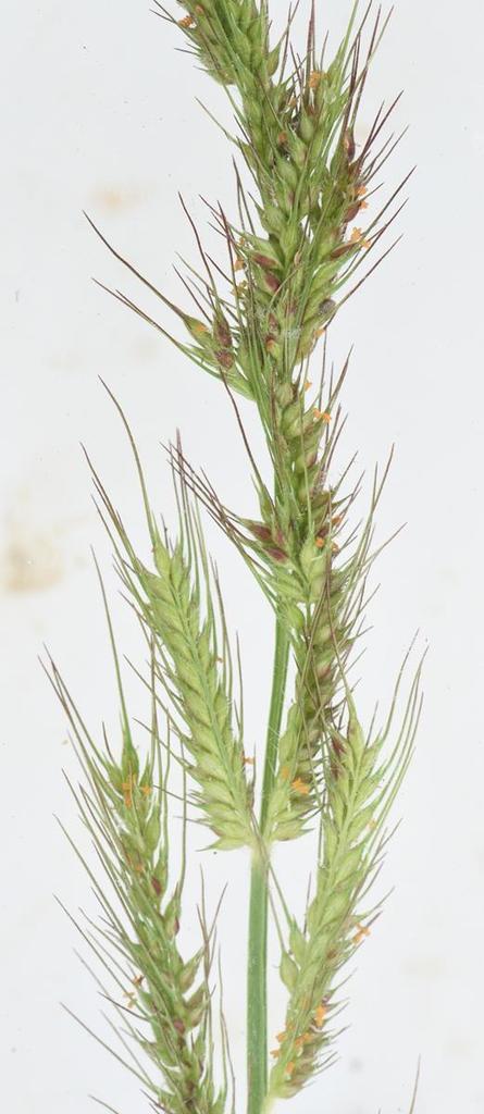 Echinochloa jubata