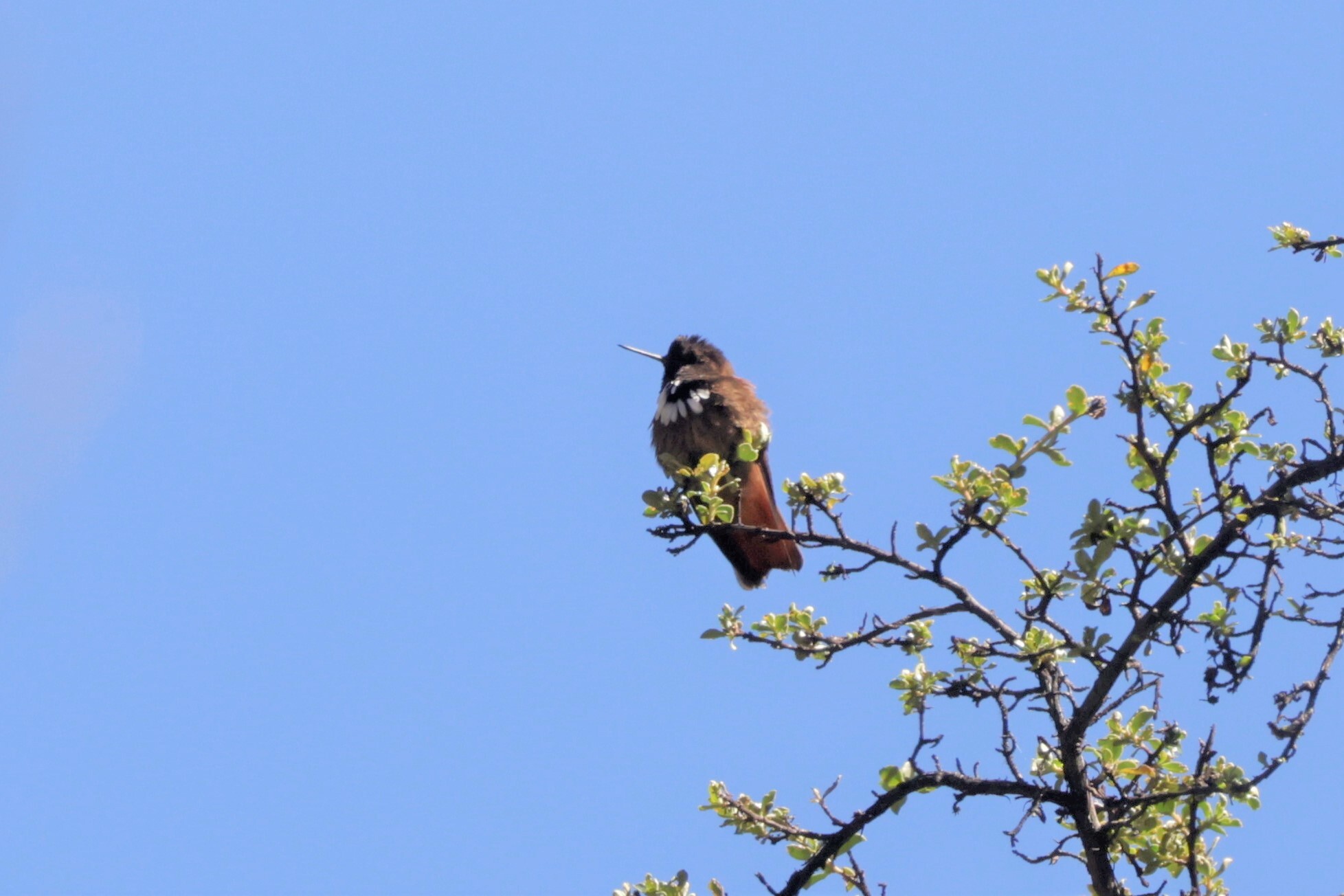 White-tufted Sunbeam (Aglaeactis castelnaudii), photo 7