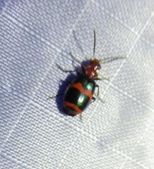 Lebia bitaeniata