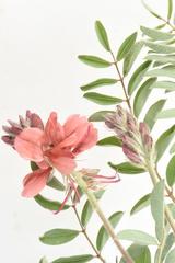 Indigofera sanguinea