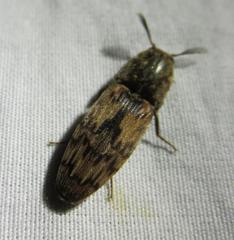 Pherhimius fascicularis