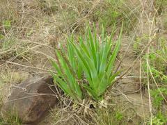 Aloe boylei