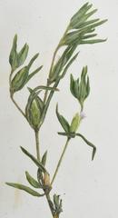 Blepharis integrifolia