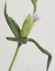 Blepharis integrifolia