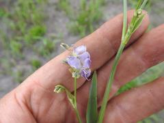 Aneilema brunneospermum