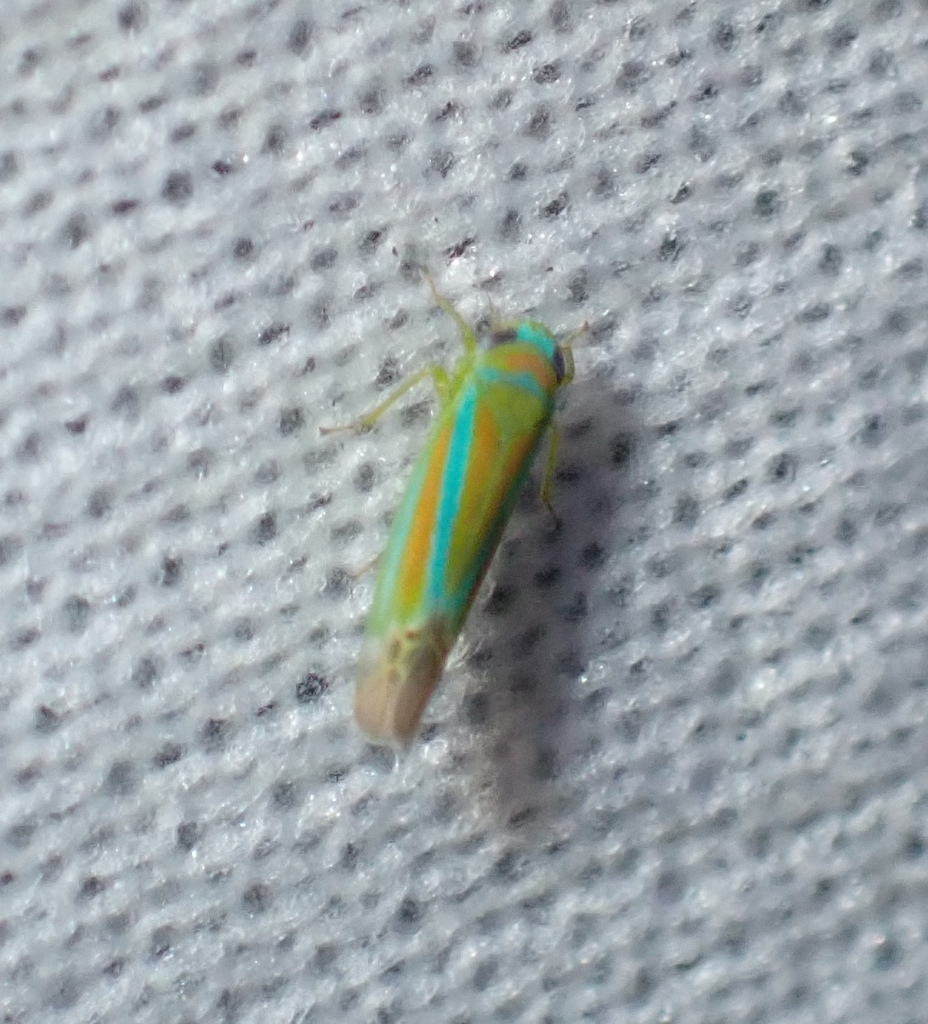 Kyboasca splendida