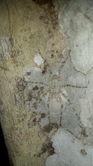 Pandercetes gracilis