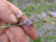 Aneilema brunneospermum