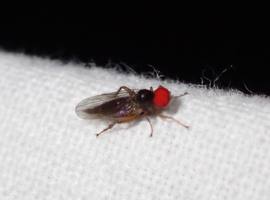 Syneches hyalinus
