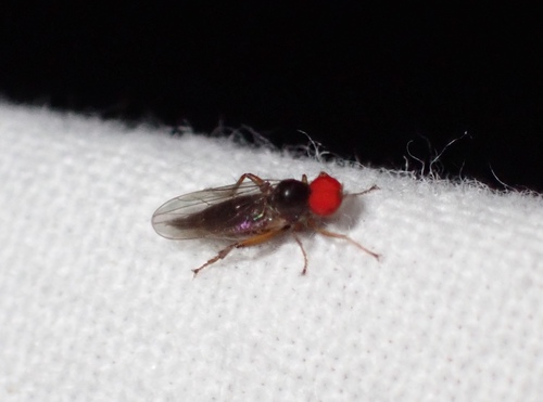 Syneches hyalinus