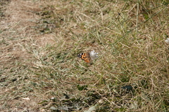 Vanessa cardui
