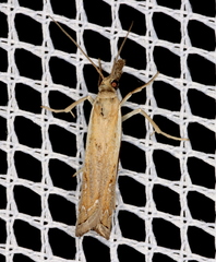 Ptochostola microphaeellus