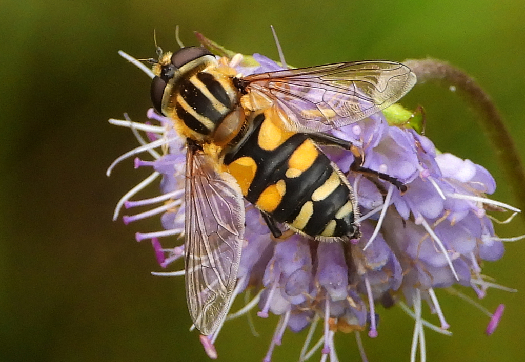 Migrant Marsh Fly